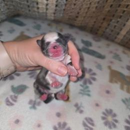 Shihpoo and Shih Tzu Puppies from Gemstone Puppies