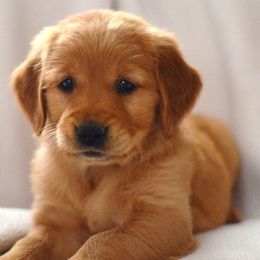 Goldendoodles and Golden Retrievers from Top of the Hill Goldens