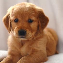 Goldendoodles and Golden Retrievers from Top of the Hill Goldens