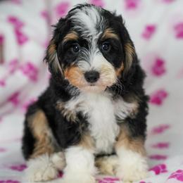 Nettle (socialization program student) - Tri-color male Bernedoodle puppy in Dundee, Ohio from Down Home Doodle
