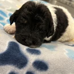 Goldendoodle and Poodle Puppies from Southern Stroll Poodles & Doodles