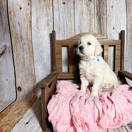 Cupcake - Light golden female Golden Retriever puppy in Macks Creek, Missouri from Fluffy Buttz