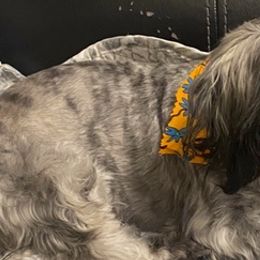 Chihuahuas and Shih Tzus from Youngs Chi Pups