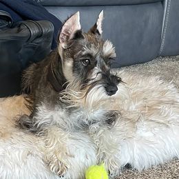 Miniature Australian Shepherds, Miniature Schnauzers, and Toy Australian Shepherds from Roses Halfpint Ranch