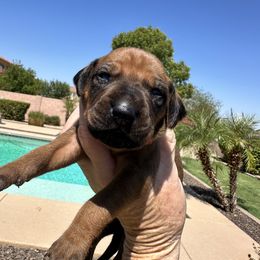 Girl 2 Red Collar - Rd whtn blk nose female Rhodesian Ridgeback puppy in Surprise, Arizona from Arizona Ridgebacker