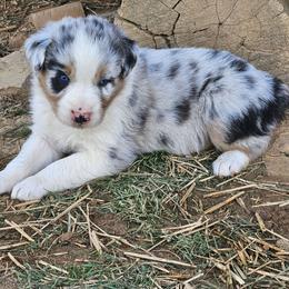 Boy 2 - Blue merle male Australian Shepherd puppy in Crooksville, Ohio from VanHorn Australian Shepherds