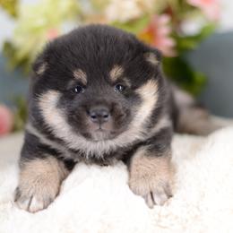 Chloe -FULL AKC REGISTRATION- - Black and tan female Shiba Inu puppy in Neosho, Missouri from Kenny Cave K9s