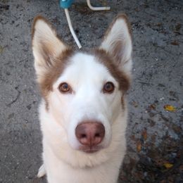 Snow - Siberian Husky