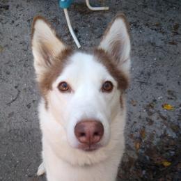 Snow - Siberian Husky