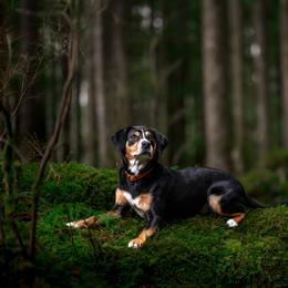 Entlebucher Mountain Dog All Grown Up from Middle Fork Entlebuchers