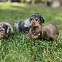 Dachshund Puppies from Weenie Bros