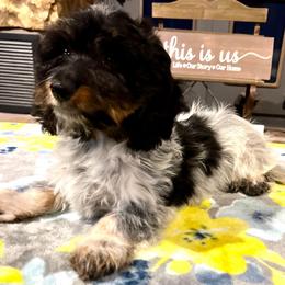 Winston - Piebald male Dachshund puppy in Joplin, Missouri from 4 States Mini Dachshunds