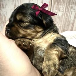Lucy - Black and gold female Yorkshire Terrier puppy in Redford Township, Michigan from Sweet and Sassy Pups