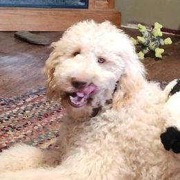 CHARLIE - Aussiedoodle