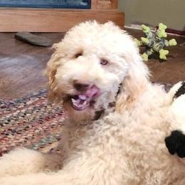 CHARLIE - Aussiedoodle