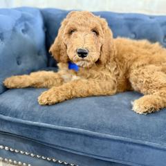 Nougat - Apricot male Irish Doodle puppy in Indiahoma, Oklahoma from Farm Fresh Doodles