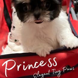 Chinese Crested and Mi-Ki Puppies from Neonate puppy care for breeders