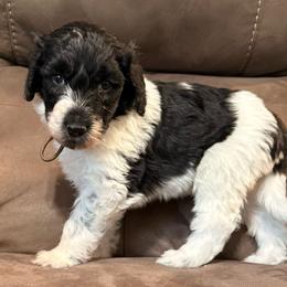 Brown - Black and white male Sheepadoodle puppy in Prairie Du Chien, Wisconsin from Hicklin Hollow Ranch