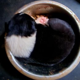 Border Collie Puppies from BC Dogs at the Rodgers