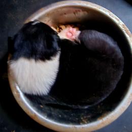 Border Collie Puppies from BC Dogs at the Rodgers