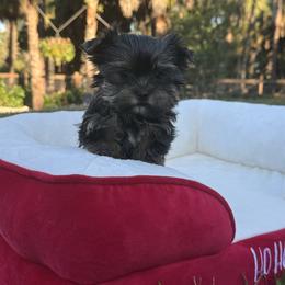 Tiny Chanel Dollface 1.9 pounds - Black and tan female Yorkshire Terrier puppy in North Naples, Florida from Moon Ranch Puppies