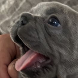 Boy 1 - French Bulldog puppy in Florida from Posh Puppies