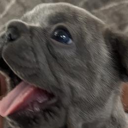 Boy 1 - French Bulldog puppy in Florida from Posh Puppies