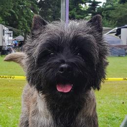 Stanley - Cairn Terrier