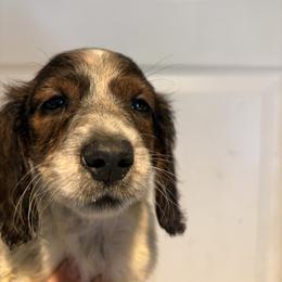 Hati - Piebald male Dachshund puppy in Conroe, Texas from R&M Dachshunds