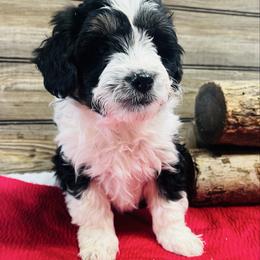 Lexi - Black and white female Aussiedoodle puppy in Hamilton, Michigan from White Pine Farm
