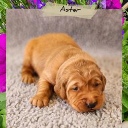 Aster - Dark golden male Golden Retriever puppy in Shelton, Washington from Kennedy Goldens