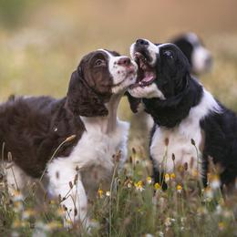 English Springer Spaniel Puppies from Carol Jansen's Cascadian Springer Spaniels