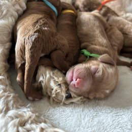 Girl 3 Mel B. Scary spice - Red Cockapoo puppy in Chesapeake, Virginia from Chesapeake Cockapoos
