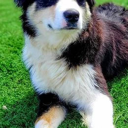Australian Shepherds and Miniature Australian Shepherds from Wiggle Creek Aussies