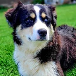 Australian Shepherds and Miniature Australian Shepherds from Wiggle Creek Aussies