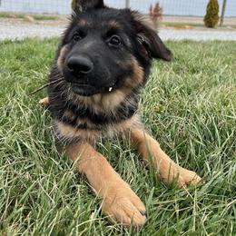 Bree - Black and red female German Shepherd puppy in Centerburg, Ohio from PAK Shepherds