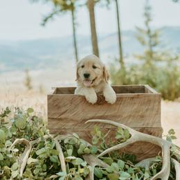 Golden Retriever Puppies from Elevation Retrievers