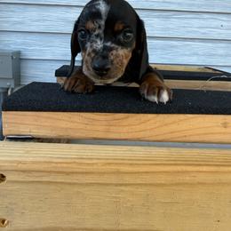 Rob - Dapple male Dachshund puppy in Mountain Home, Arkansas from Furry Friends Kennel
