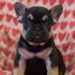 Kai - Tricolors female French Bulldog puppy in Germantown, Ohio from LaBelle Bulldogs