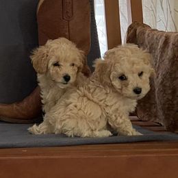 Poodles from Lynette's Toy Poodles