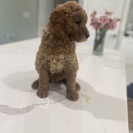 Goldendoodle Puppies from Goldendoodle’s Love