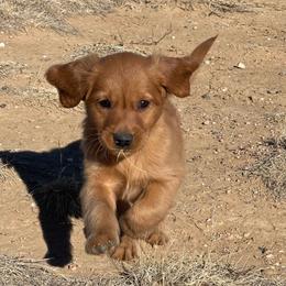 Hunter - Golden male Golden Retriever puppy in Wellington, Colorado from High Country Golden Retrievers