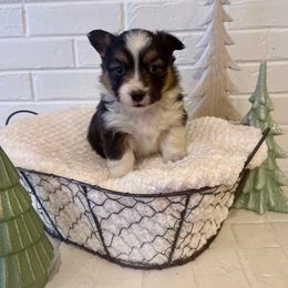 Vixen - Black and tan female Pembroke Welsh Corgi puppy in Payson, Utah from Spring Creek Aussies + Corgis