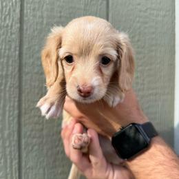 Elsa - Cream female Dachshund puppy in Pontotoc, Mississippi from Toddy Kennels