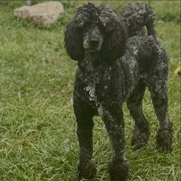 Golden Retriever puppies from Nina's Golden hour