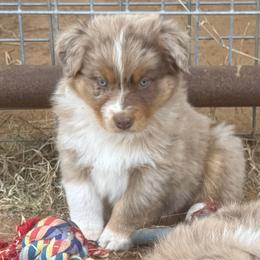 Big Red - Red merle male Australian Shepherd puppy in Wichita Falls, Texas from Spotted Mule Aussies