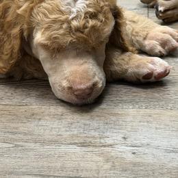 Sunny - Red  male Poodle puppy in Troy, Alabama from Redmond Rose Kennel