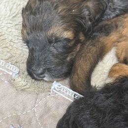 Bernedoodle Puppies from Triple W Doodles