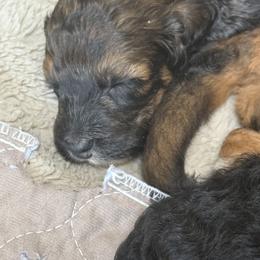 Bernedoodle Puppies from Triple W Doodles