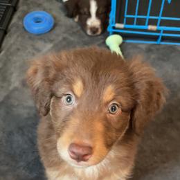 Australian Shepherd Puppies from Aussie Odyssey